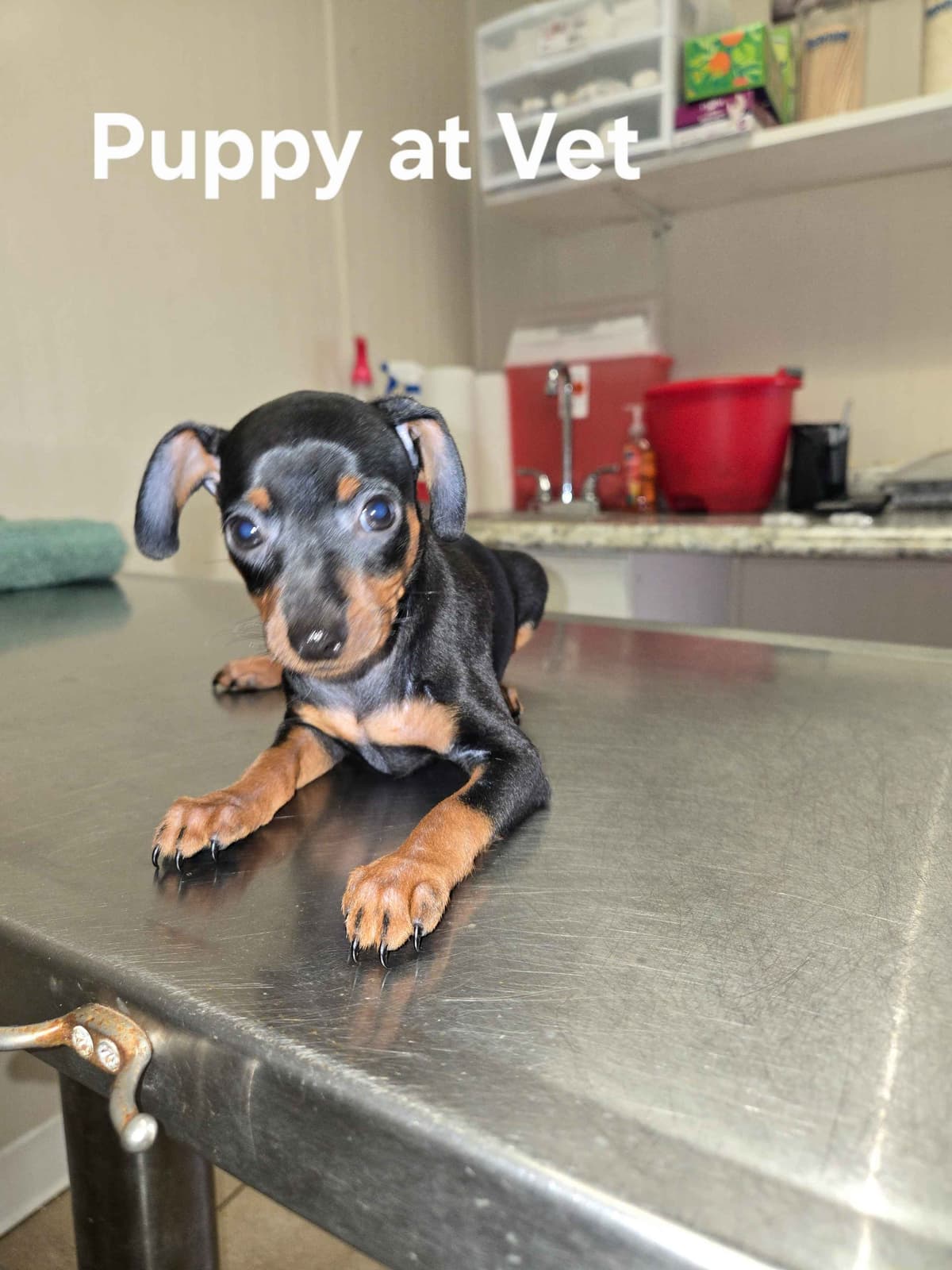 Miniature Pinscher Puppies breeder image 6