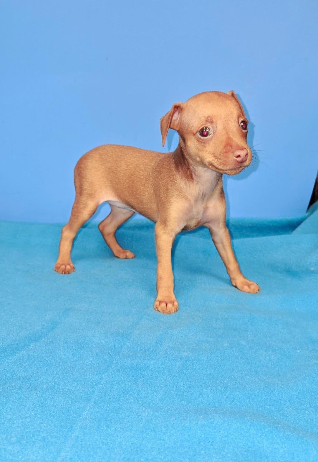 Miniature Pinscher Puppies breeder image 9