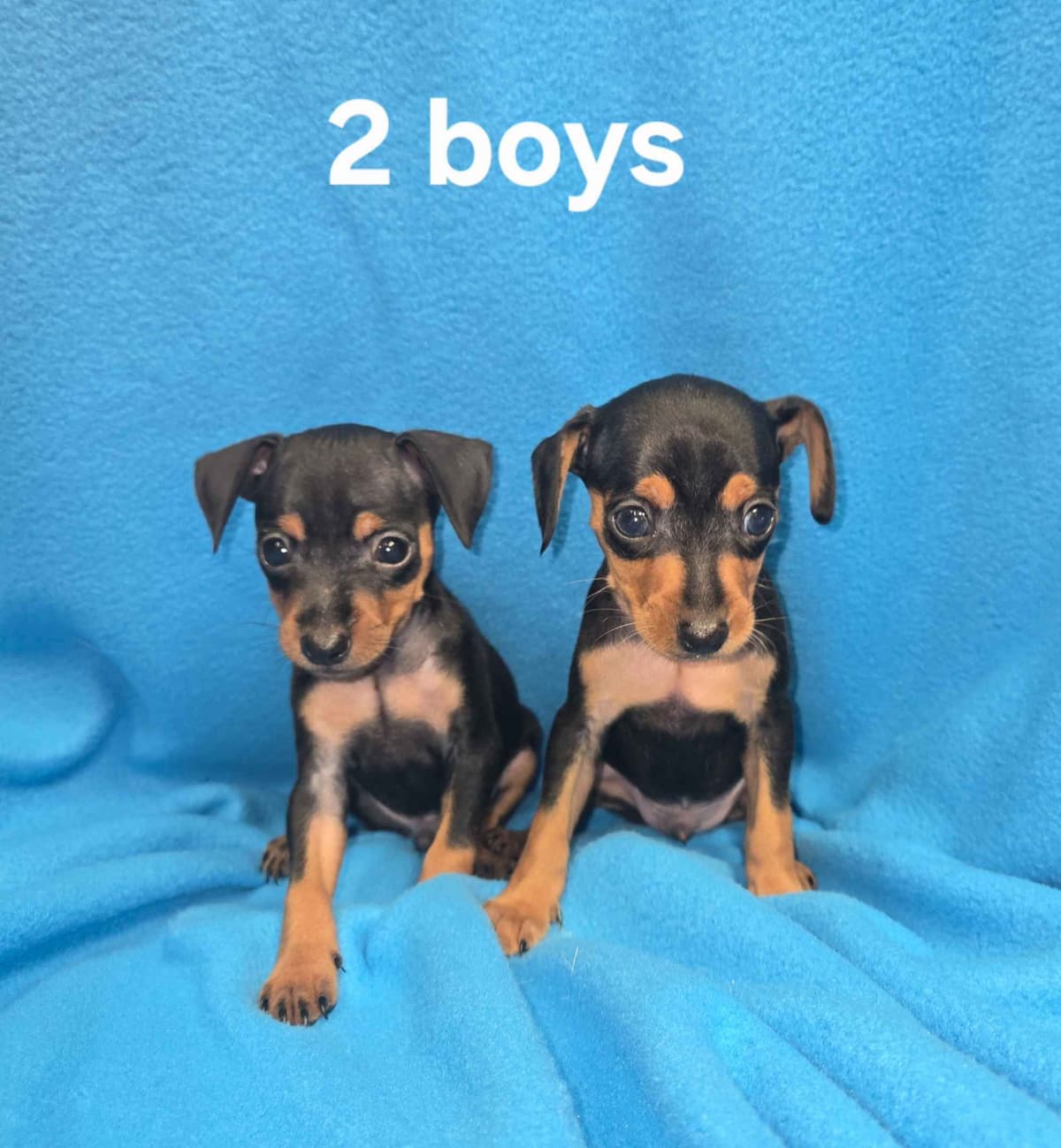 Miniature Pinscher Puppies breeder image 11