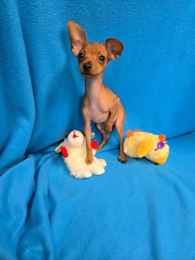 Miniature Pinscher Puppies media 2