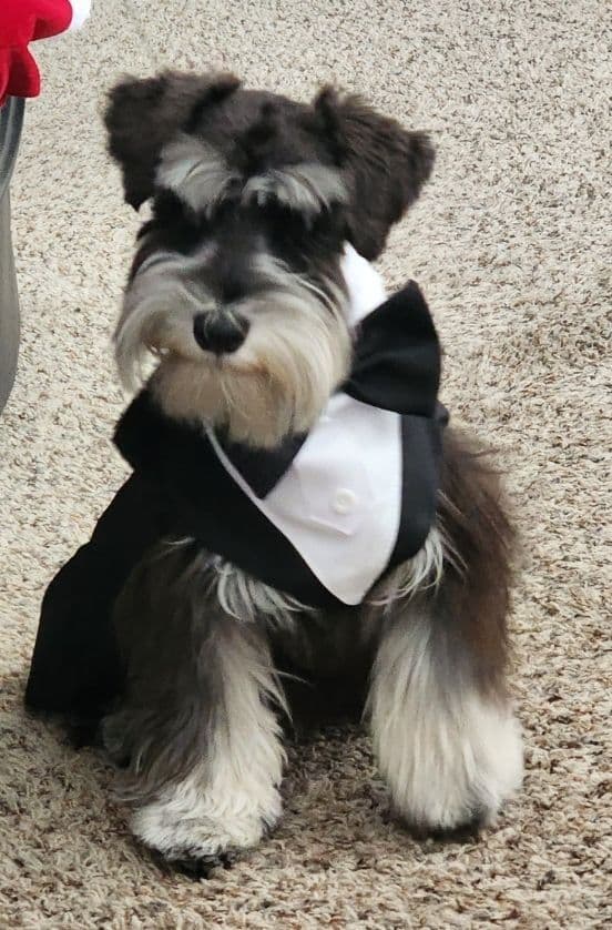 AkC Champion Bloodlines mini schnauzer puppies breeder image 2