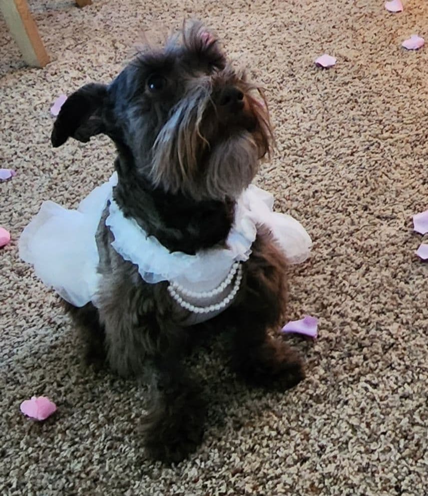 AkC Champion Bloodlines mini schnauzer puppies breeder image 1
