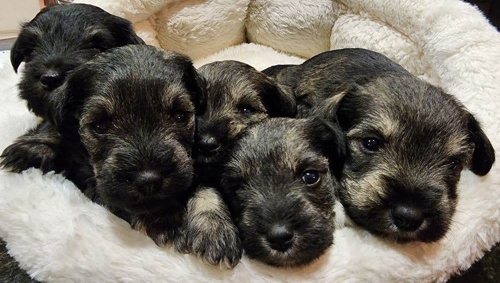 AkC Champion Bloodlines mini schnauzer puppies breeder image 3