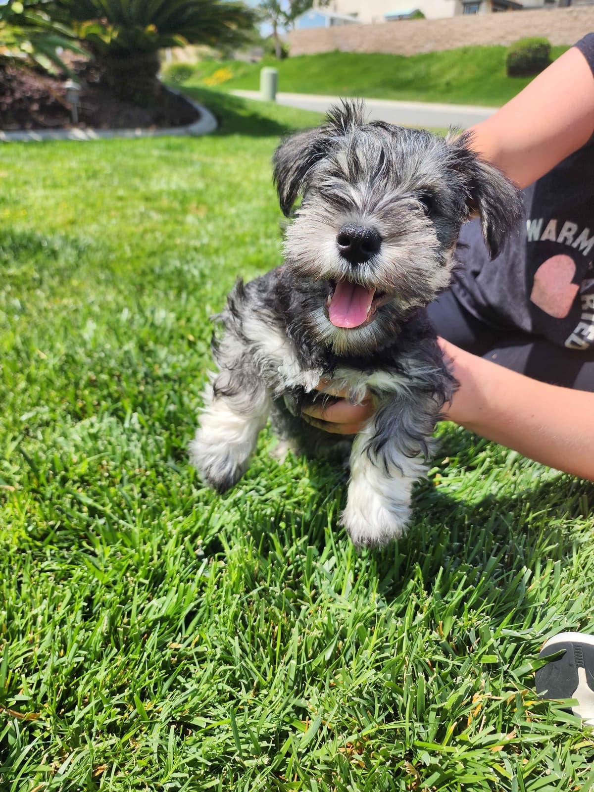 AkC Champion Bloodlines mini schnauzer puppies breeder image 6