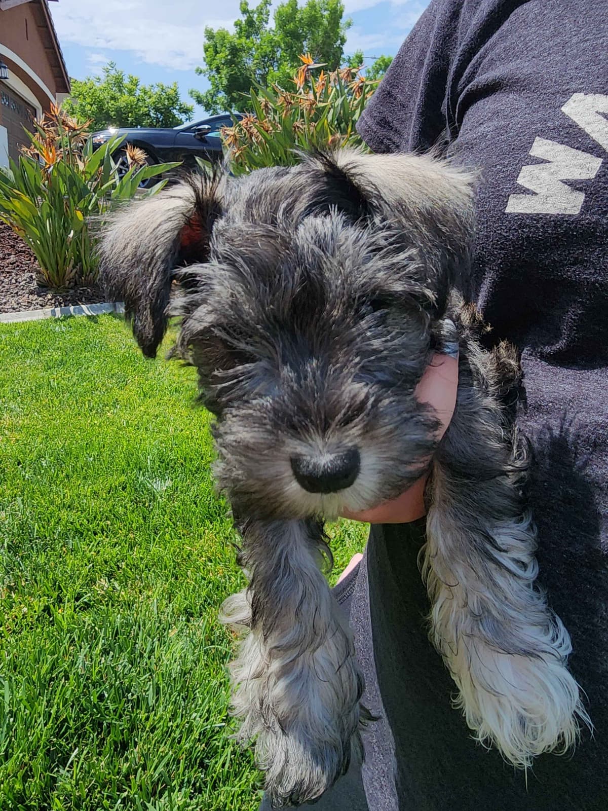 AkC Champion Bloodlines mini schnauzer puppies breeder image 7