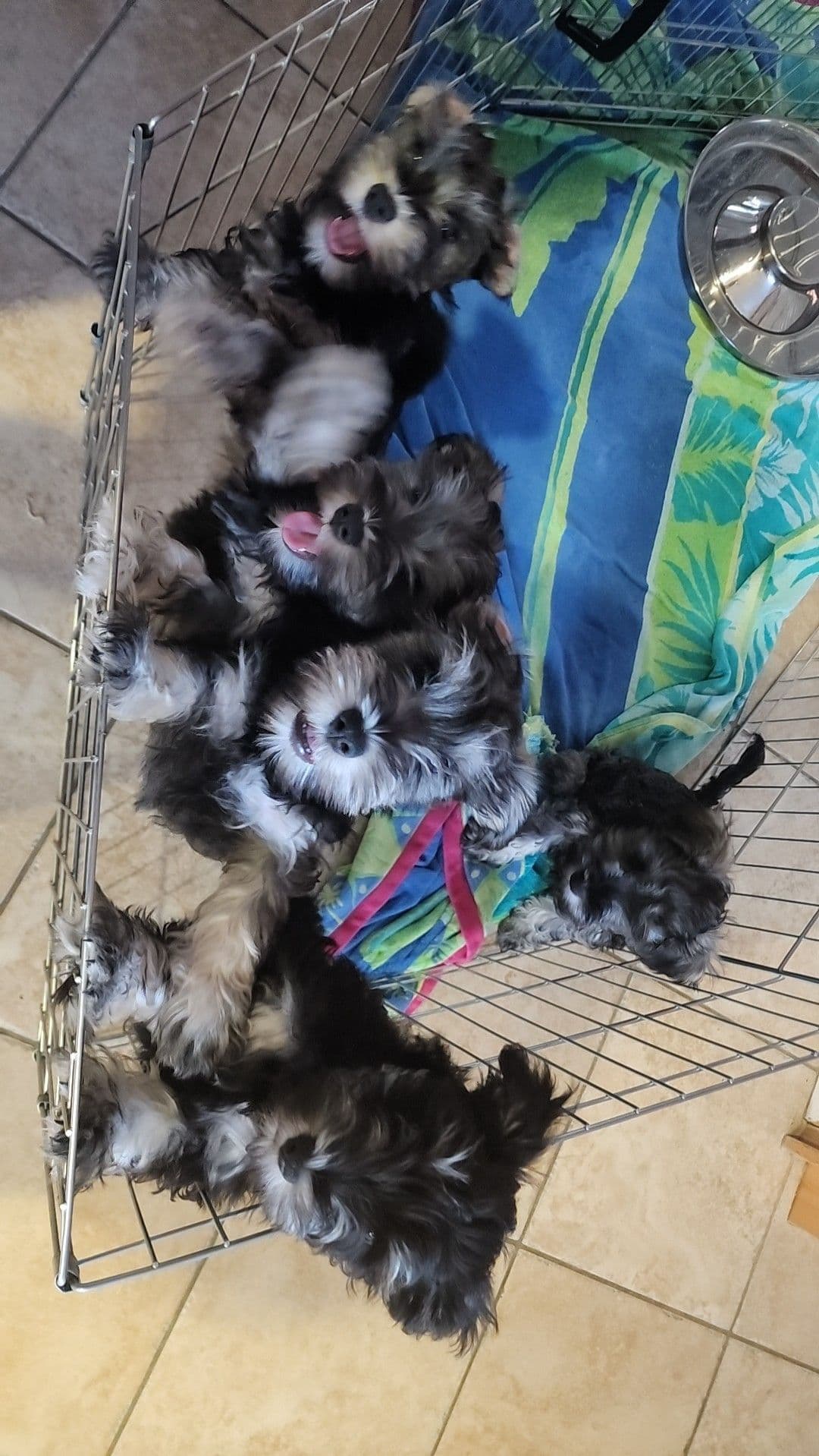 AkC Champion Bloodlines mini schnauzer puppies breeder image 8