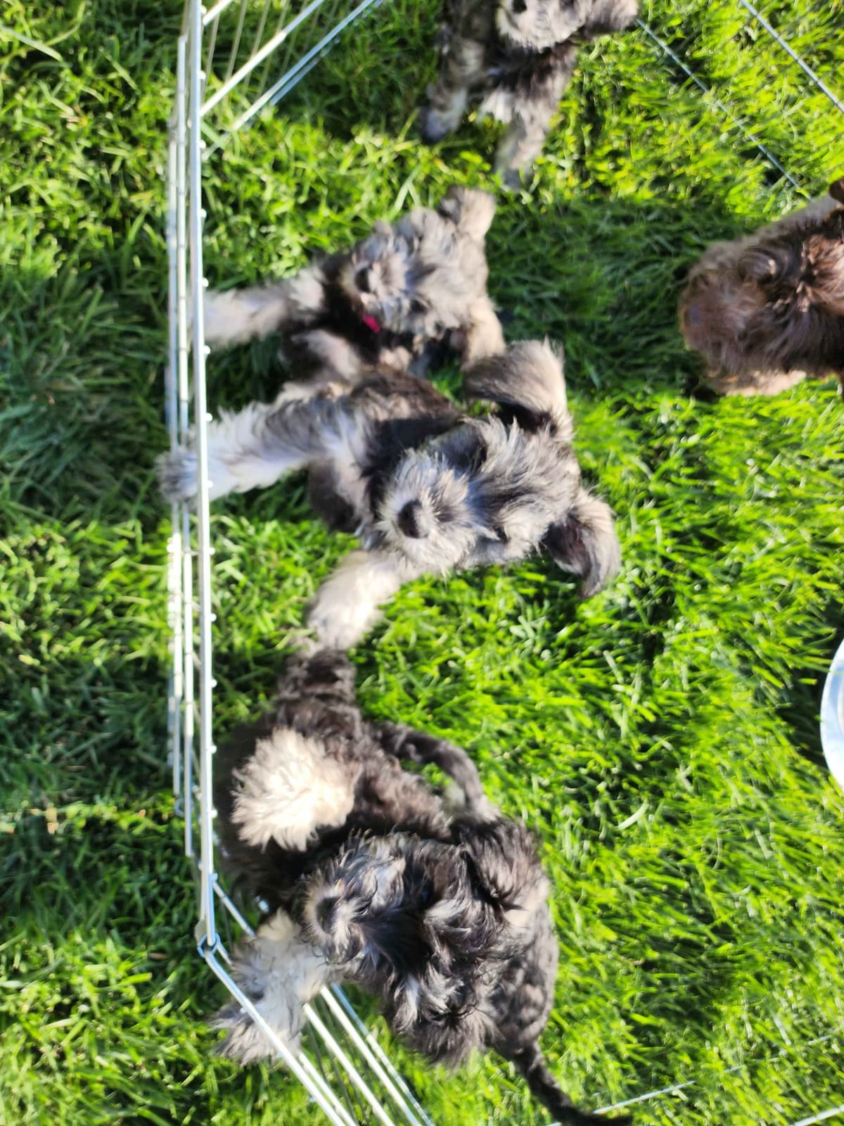AkC Champion Bloodlines mini schnauzer puppies breeder image 9