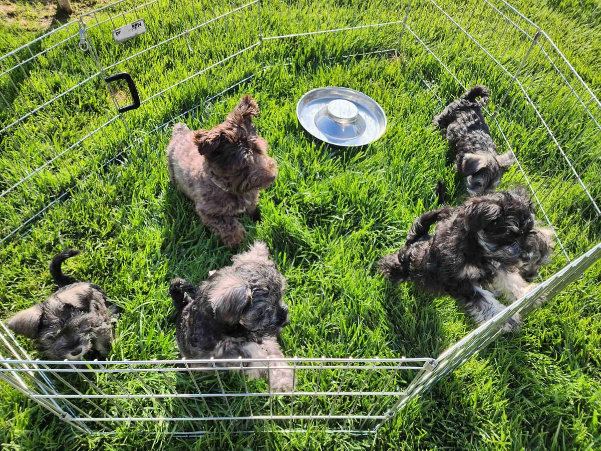 AkC Champion Bloodlines mini schnauzer puppies breeder image 10