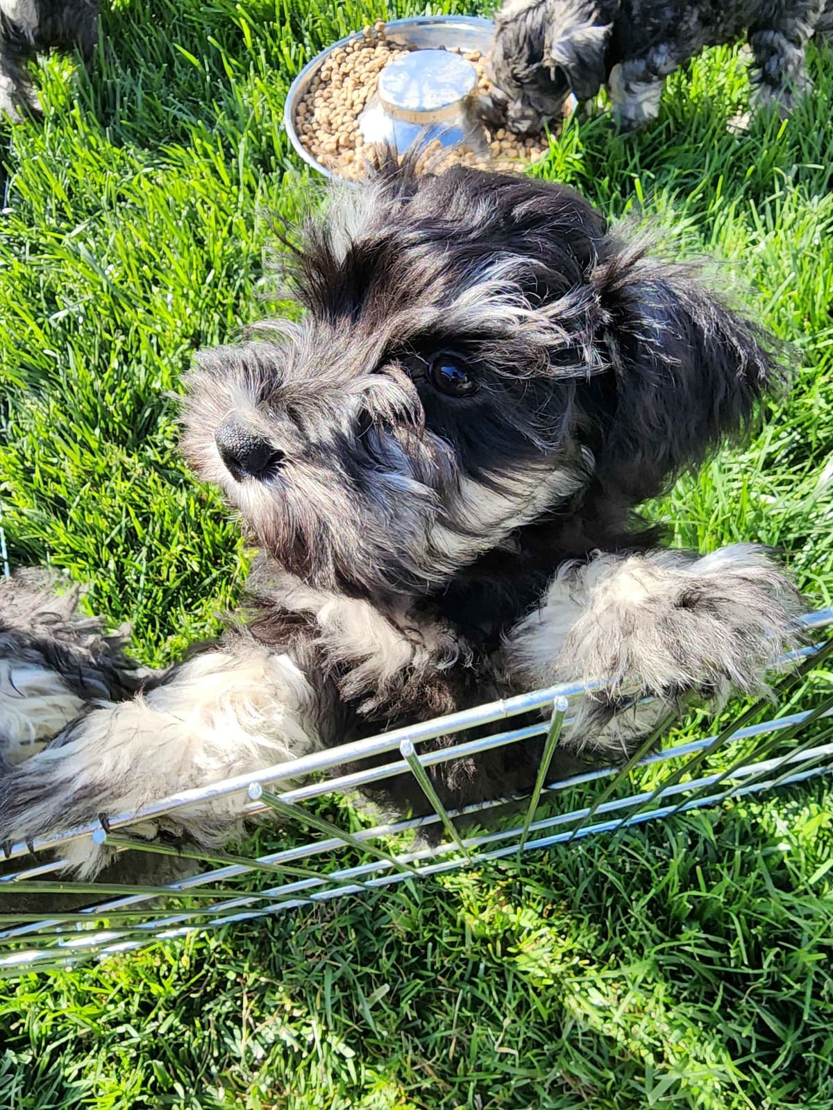 AkC Champion Bloodlines mini schnauzer puppies breeder image 12