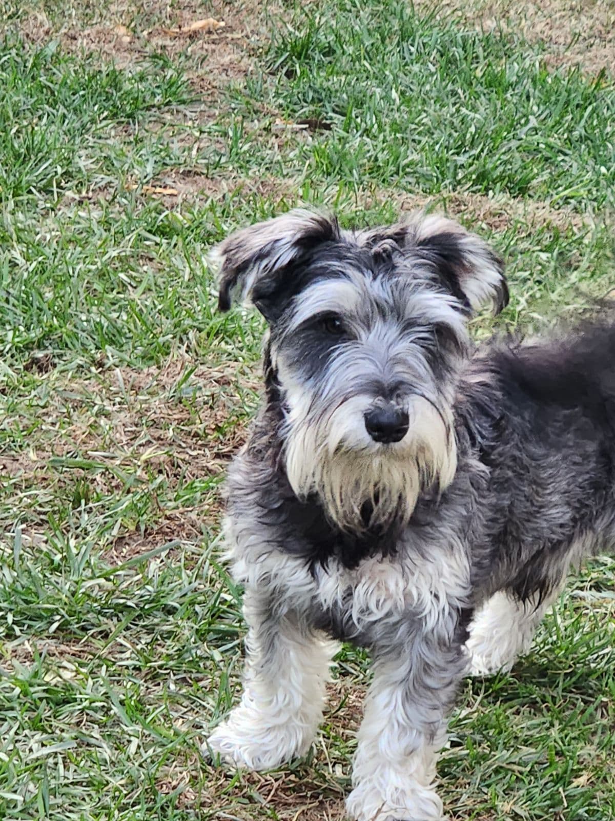 AkC Champion Bloodlines mini schnauzer puppies breeder image 13