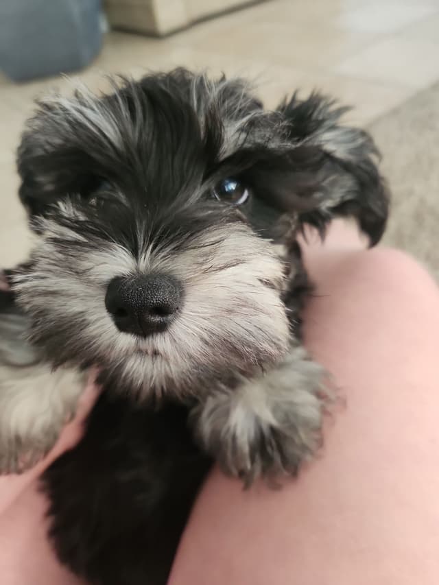 AkC Champion Bloodlines mini schnauzer puppies media 6