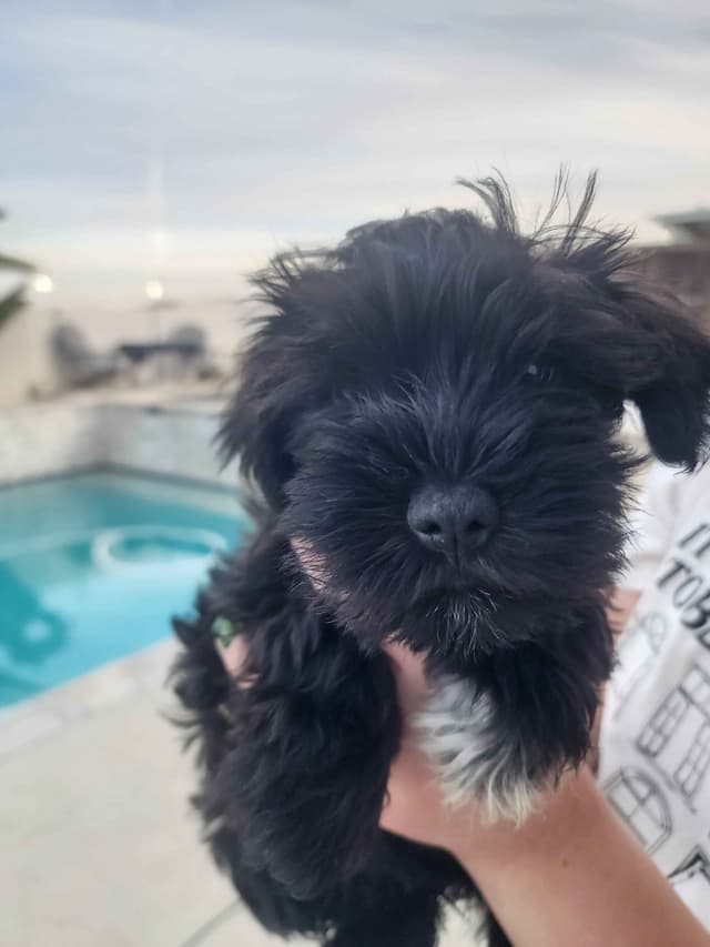 AkC Champion Bloodlines mini schnauzer puppies media 5