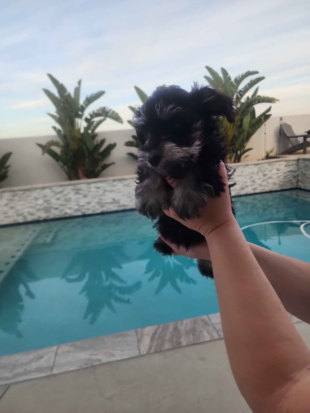 AkC Champion Bloodlines mini schnauzer puppies media 7