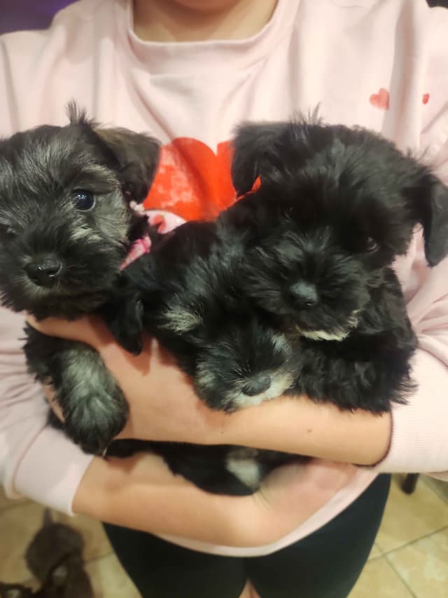 AkC Champion Bloodlines mini schnauzer puppies media 8