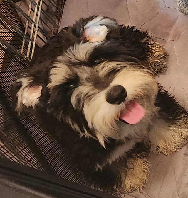 AkC Champion Bloodlines mini schnauzer puppies media 3
