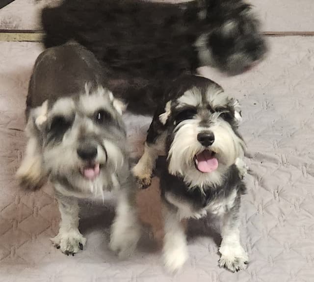 AkC Champion Bloodlines mini schnauzer puppies media 2