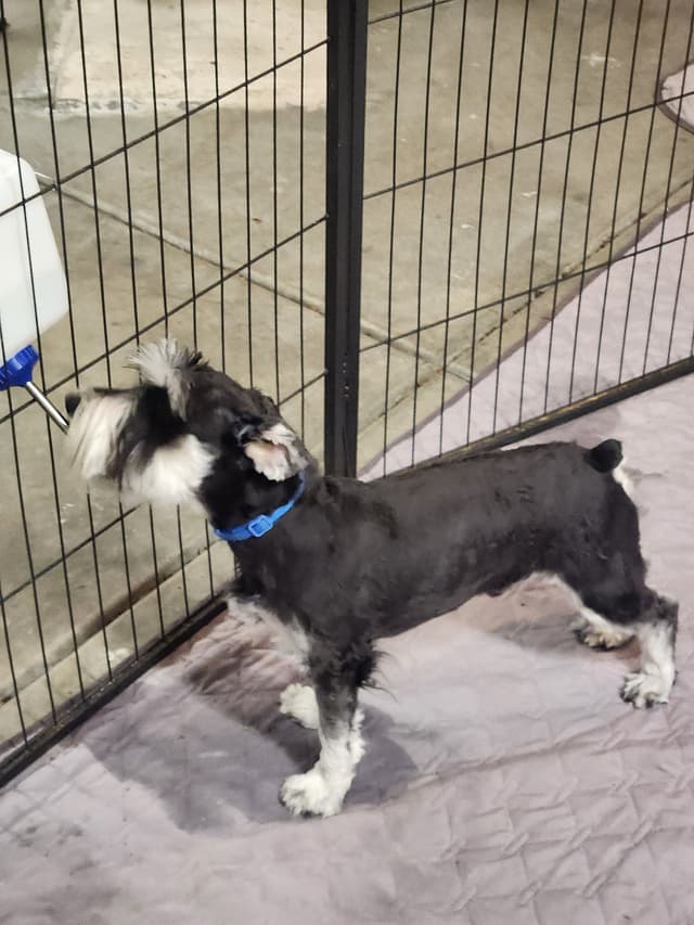 AkC Champion Bloodlines mini schnauzer puppies media 4