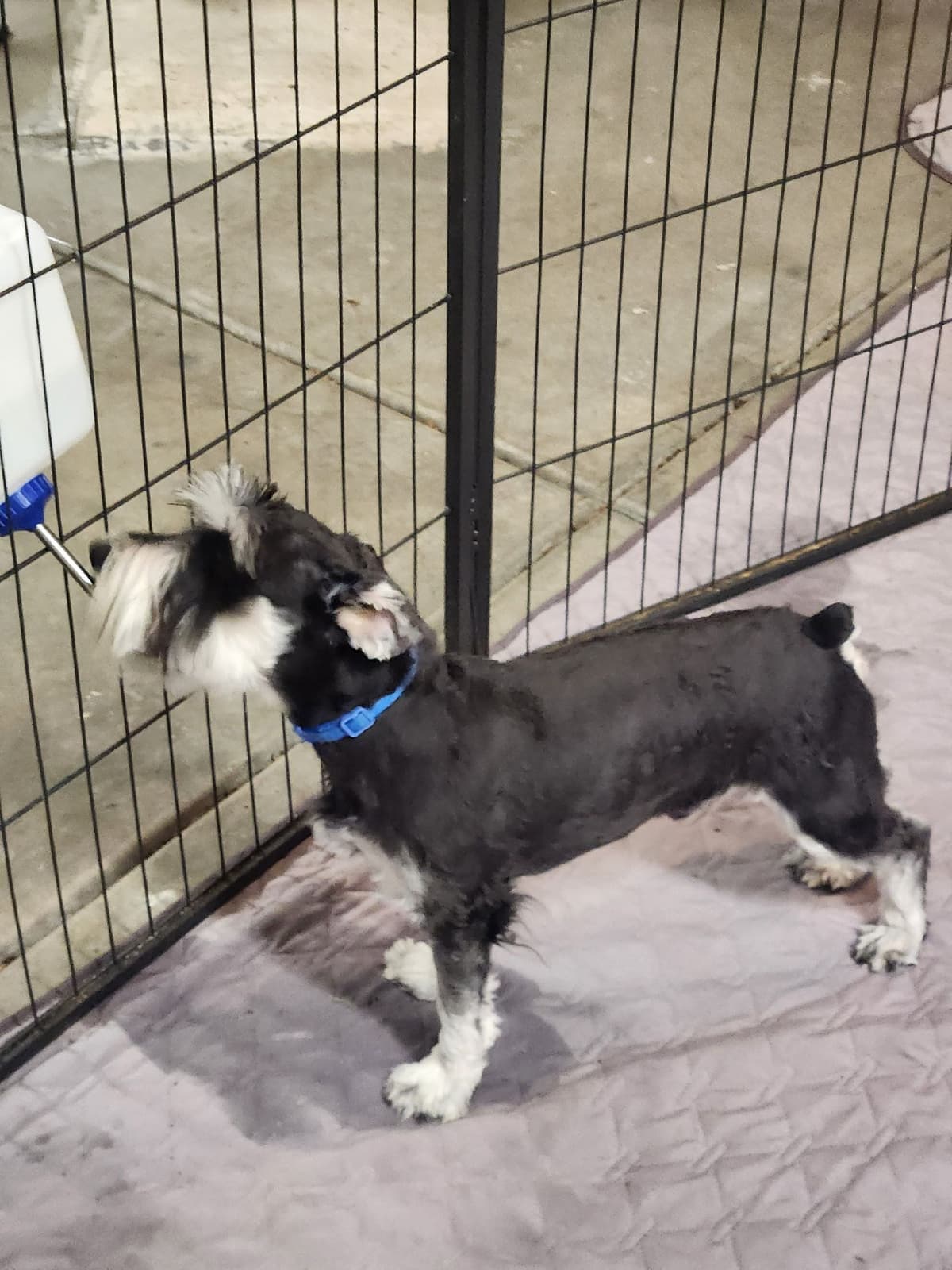AkC Champion Bloodlines mini schnauzer puppies breeder image 14