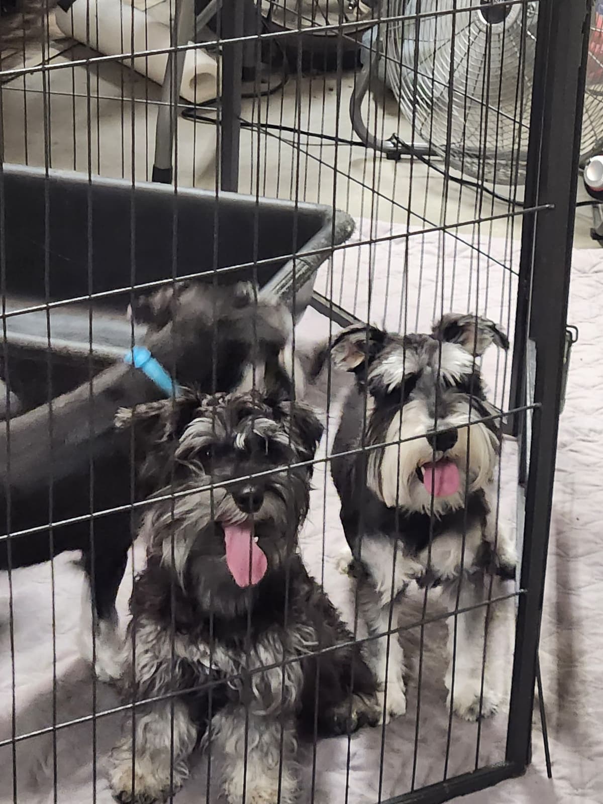 AkC Champion Bloodlines mini schnauzer puppies breeder image 15