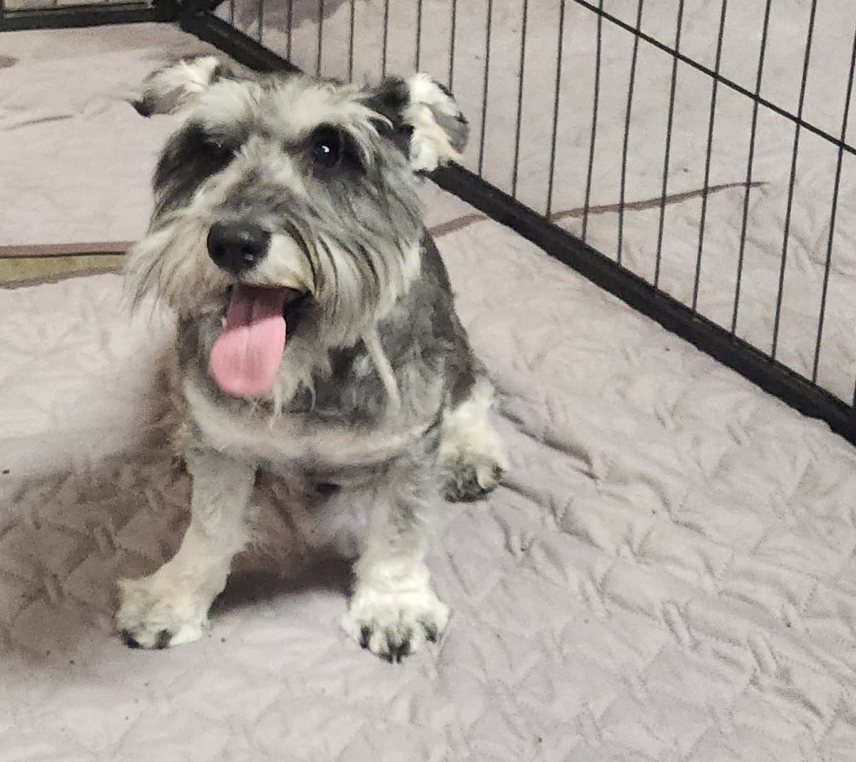 AkC Champion Bloodlines mini schnauzer puppies breeder image 17