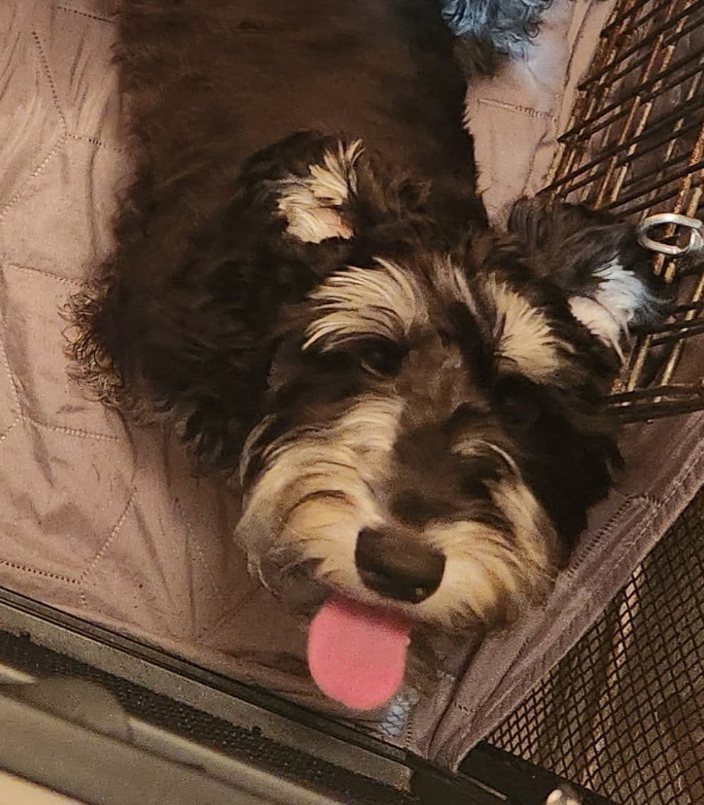 AkC Champion Bloodlines mini schnauzer puppies breeder image 18
