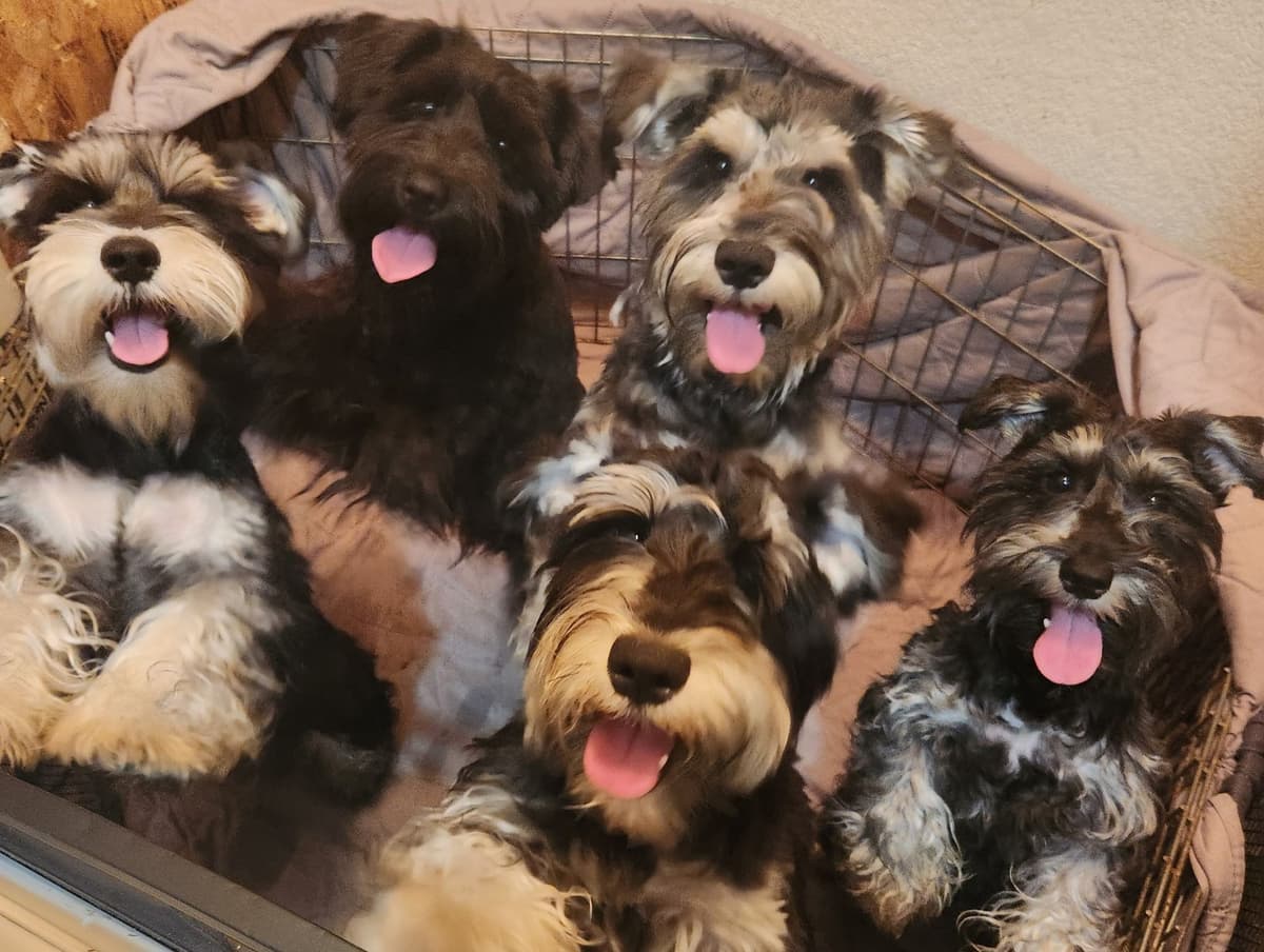 AkC Champion Bloodlines mini schnauzer puppies breeder image 19
