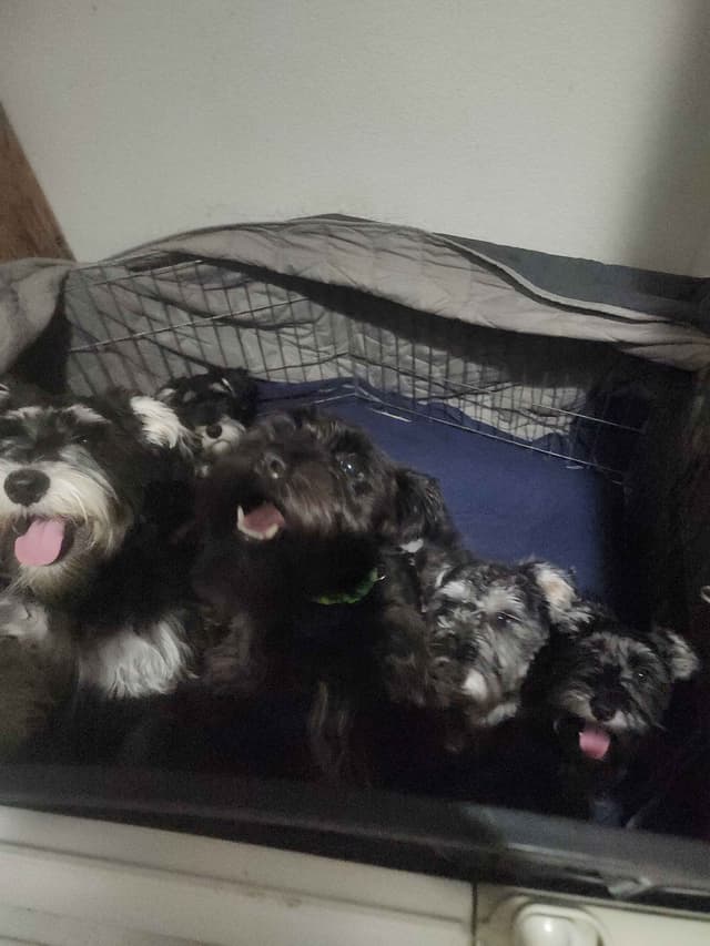 AkC Champion Bloodlines mini schnauzer puppies media 9