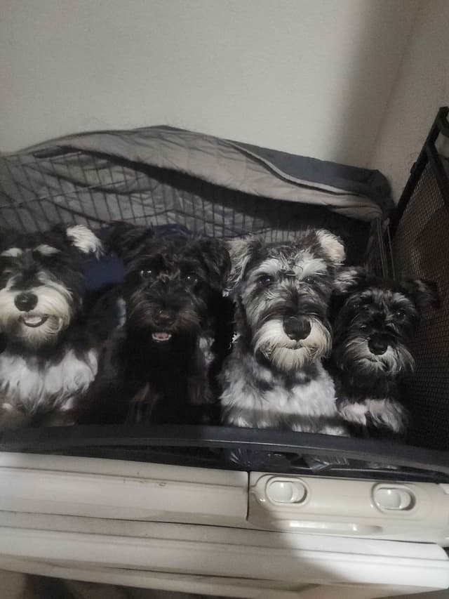 AkC Champion Bloodlines mini schnauzer puppies media 10