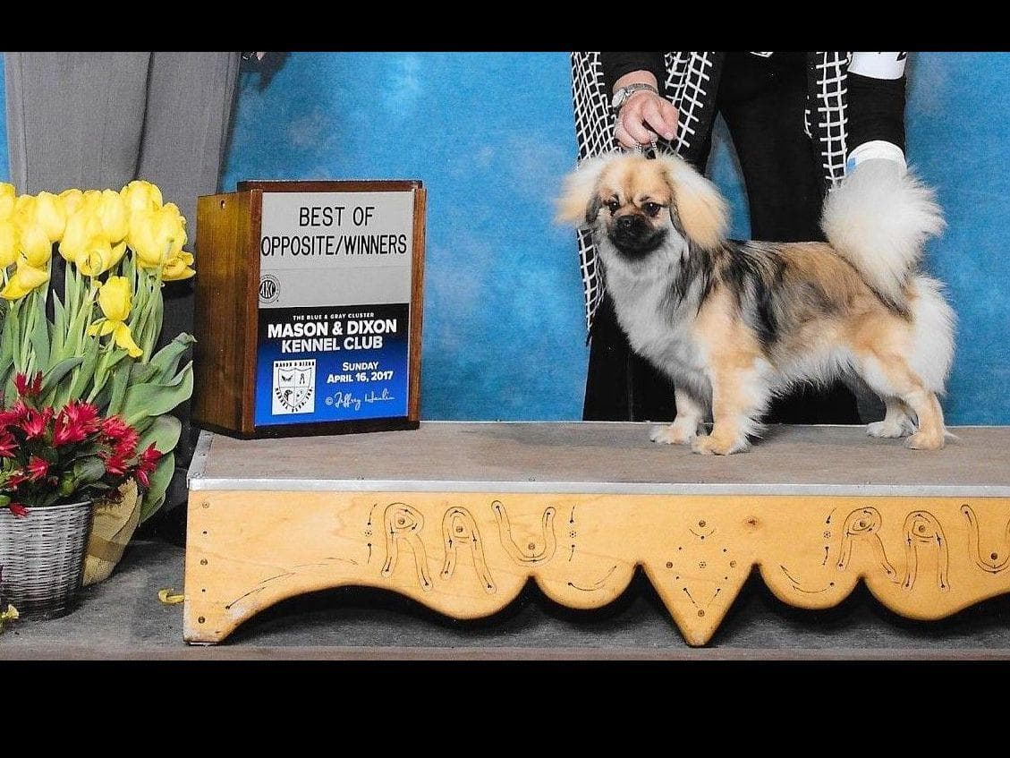 Tibetan Spaniel Puppies breeder image 2