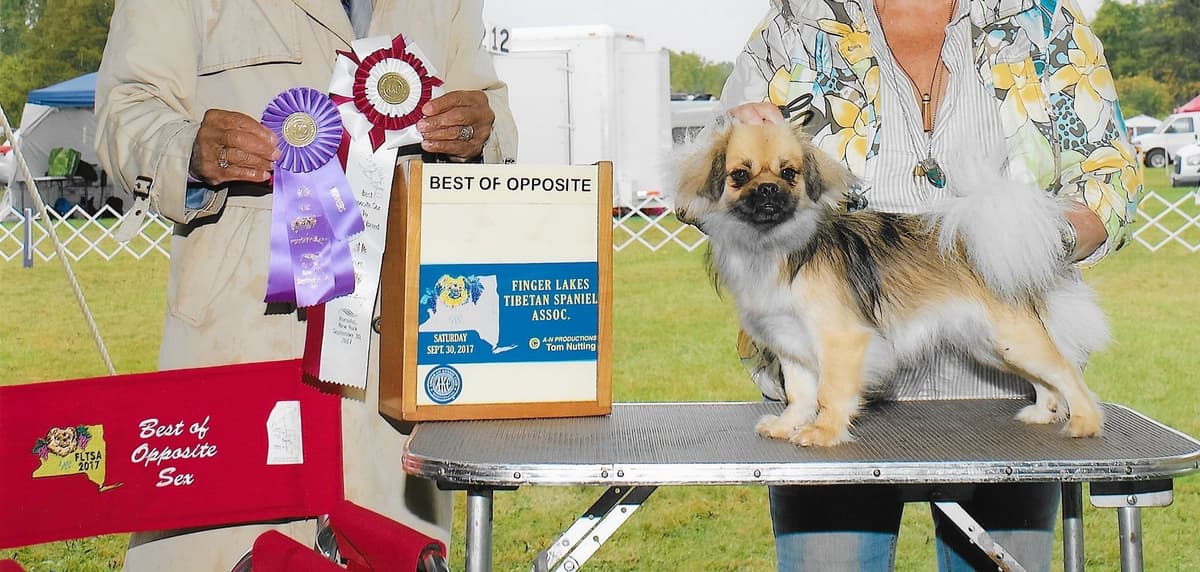 Tibetan Spaniel Puppies breeder image 4