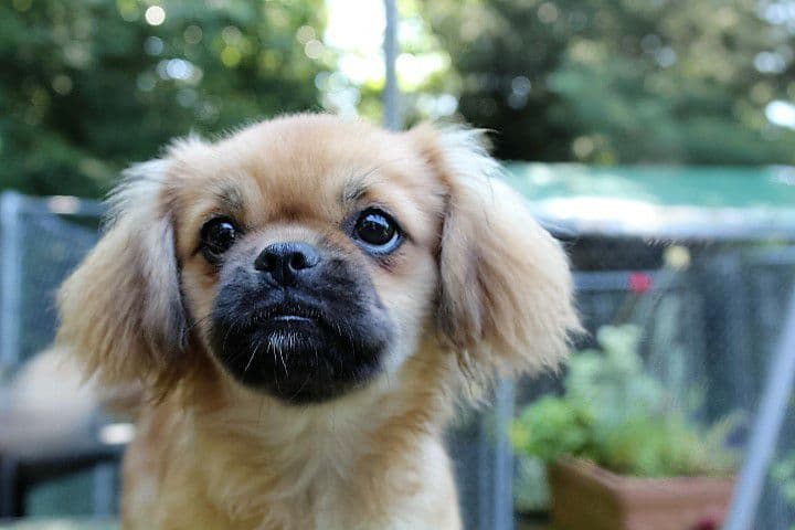 Tibetan Spaniel Puppies breeder image 5