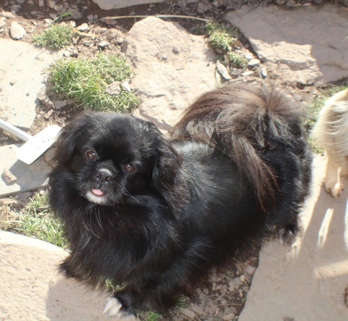 Tibetan Spaniel Puppies breeder image 6