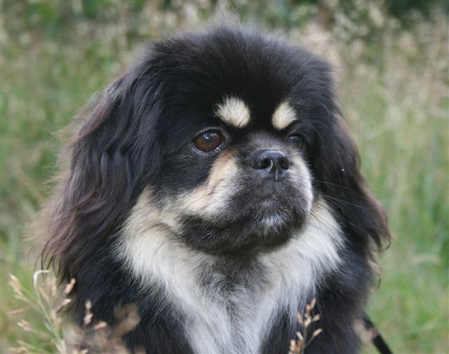 Tibetan Spaniel Puppies breeder image 7