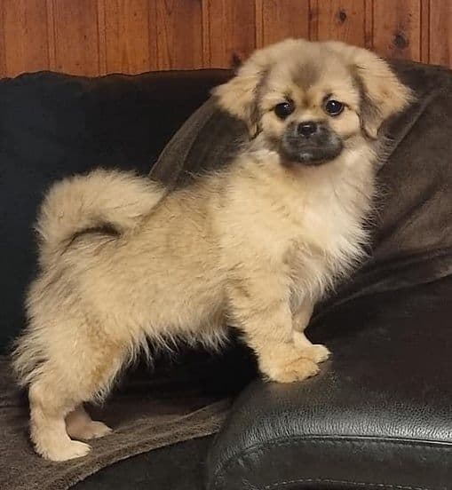 Tibetan Spaniel Puppies breeder image 8