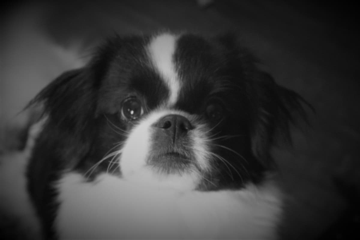 Tibetan Spaniel Puppies breeder image 9