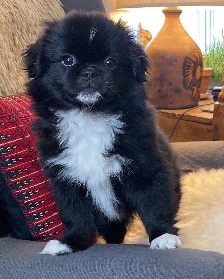 Tibetan Spaniel Puppies breeder image 21