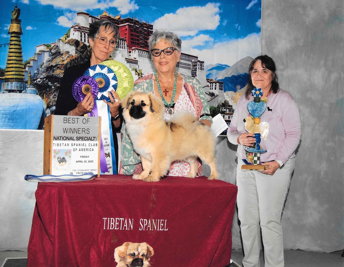Tibetan Spaniel Puppies breeder image 11