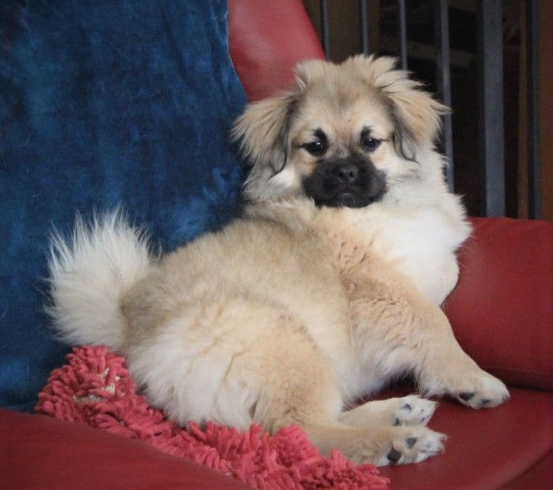 Tibetan Spaniel Puppies breeder image 10