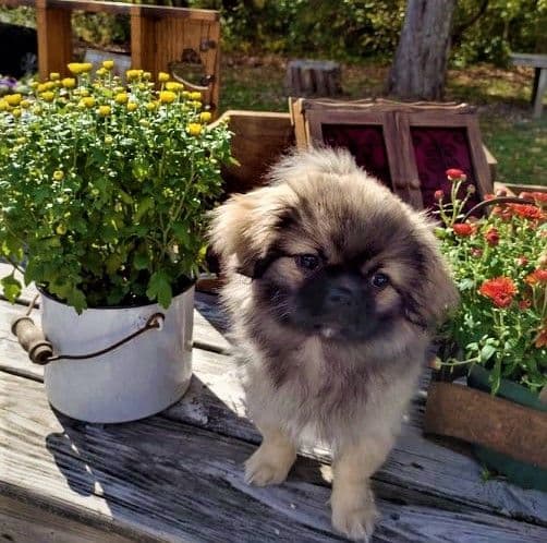 Tibetan Spaniel Puppies breeder image 25
