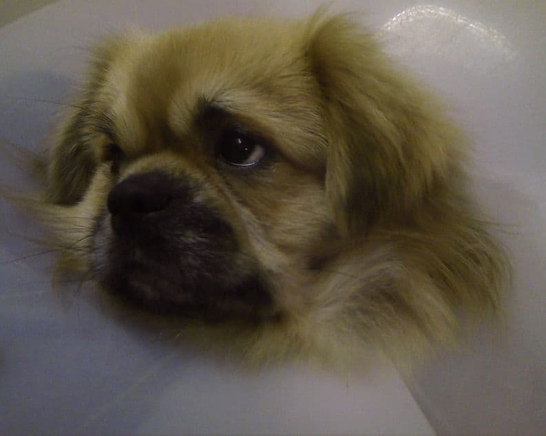 Tibetan Spaniel Puppies breeder image 15