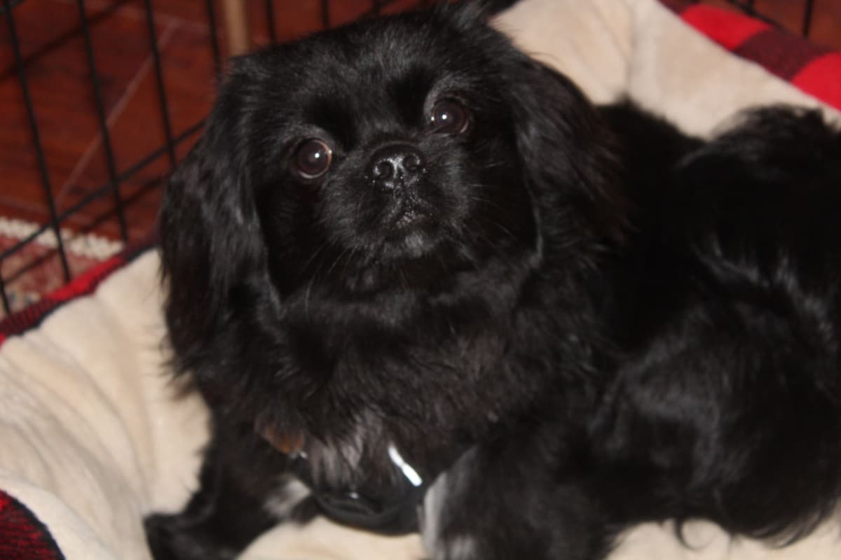Tibetan Spaniel Puppies breeder image 16