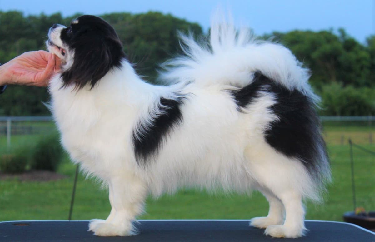 Tibetan Spaniel Puppies breeder image 17