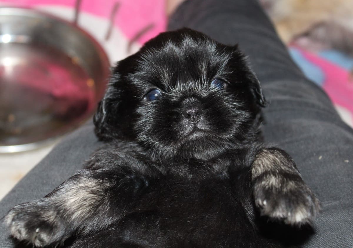 Tibetan Spaniel Puppies breeder image 23