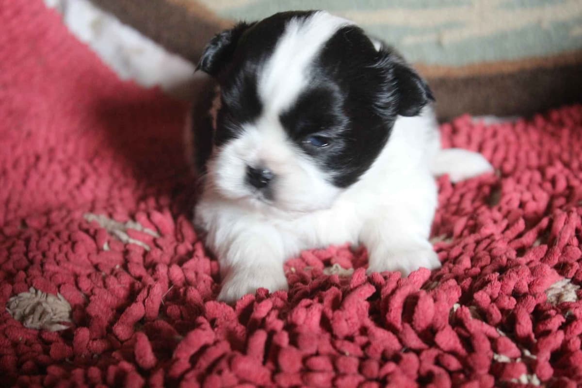 Tibetan Spaniel Puppies breeder image 22