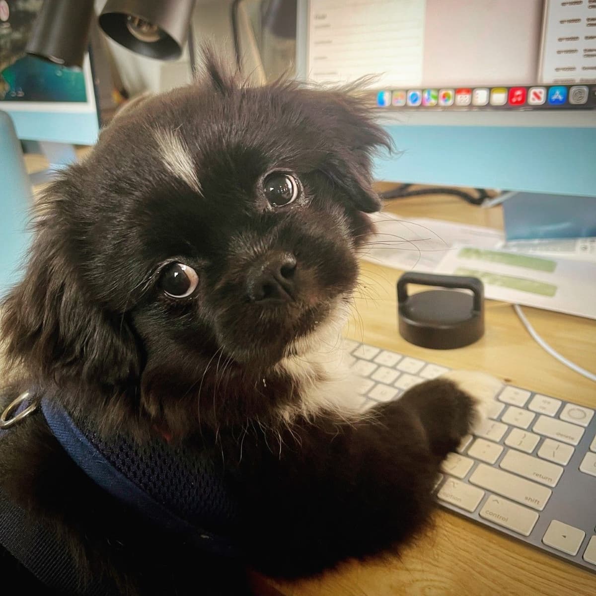 Tibetan Spaniel Puppies breeder image 27