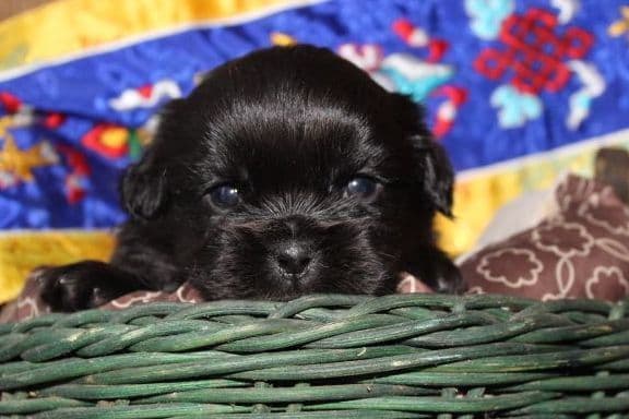 Tibetan Spaniel Puppies breeder image 24