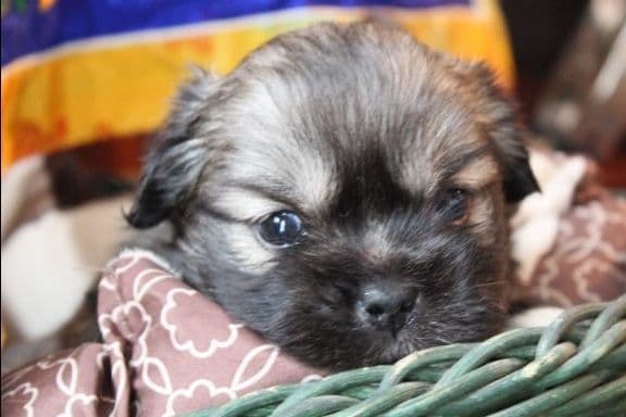 Tibetan Spaniel Puppies breeder image 26