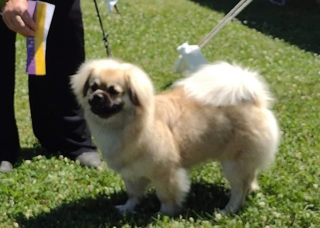 Tibetan Spaniel Puppies media 10