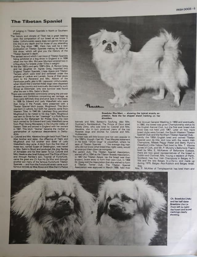 Tibetan Spaniel Puppies media 15