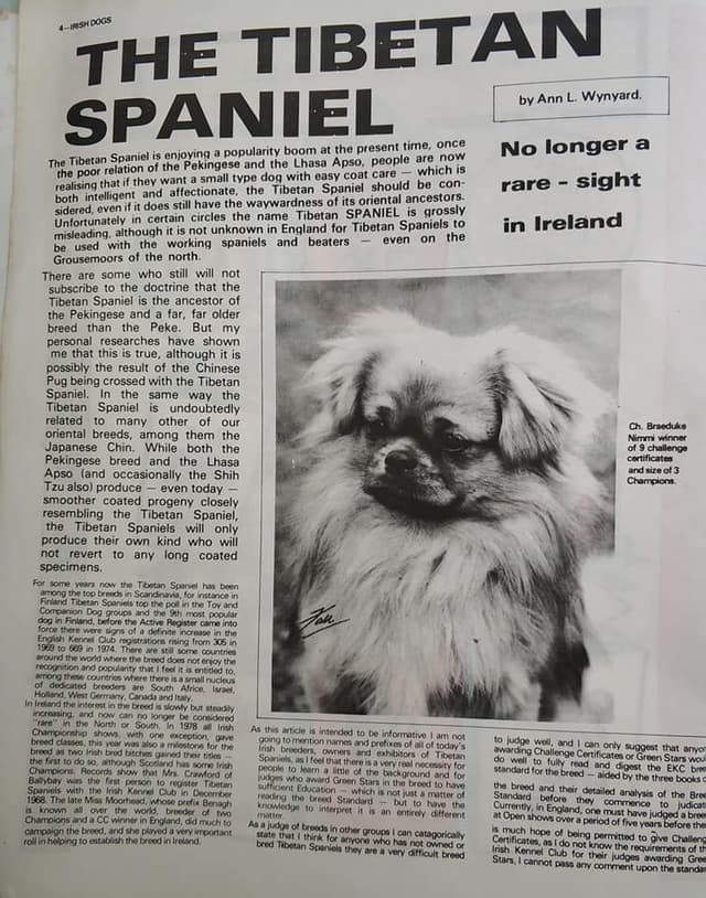 Tibetan Spaniel Puppies media 16